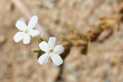 Jamesbrittenia maxii