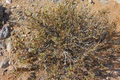 Jamesbrittenia maxii