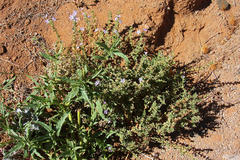 Jamesbrittenia maxii