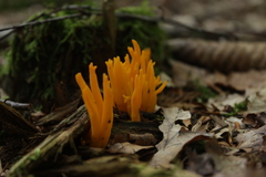 Calocera viscosa