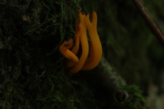 Calocera viscosa