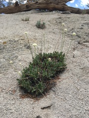 Eriogonum latens