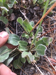 Eriogonum latens