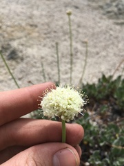 Eriogonum latens