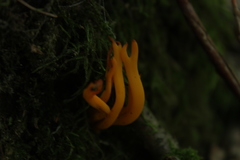 Calocera viscosa