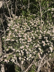 Thryptomene saxicola