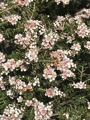 Thryptomene saxicola