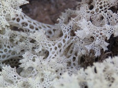 Pulchrocladia ferdinandii