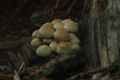 Basidiomycota