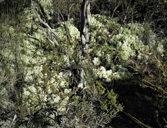 Pulchrocladia ferdinandii