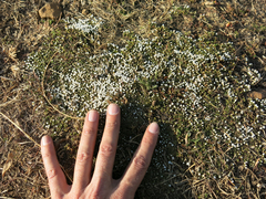 Helichrysum caespititium