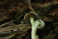 Basidiomycota