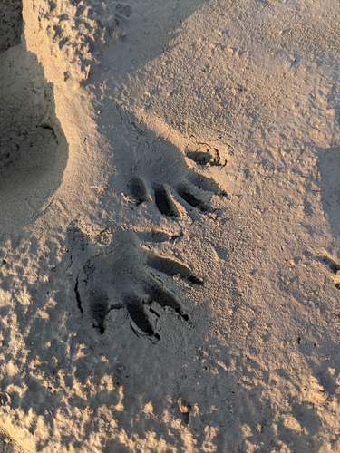 Common Raccoon photographed in North Dakota