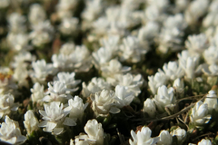 Helichrysum caespititium