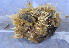 Halichondria sitiens