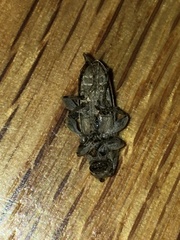 Sternidocinus barbarus