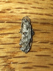 Sternidocinus barbarus