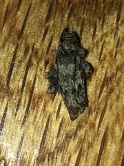 Sternidocinus barbarus