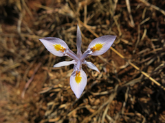Moraea stricta