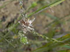 Stoebe gomphrenoides
