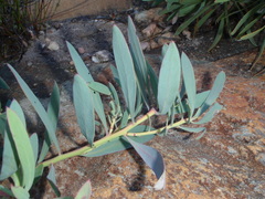 Protea effusa