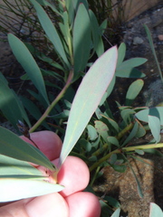 Protea effusa