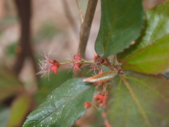 Acalypha wilkesiana