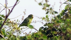 Forpus conspicillatus