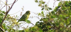 Forpus conspicillatus