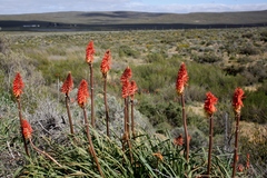Kniphofia sarmentosa