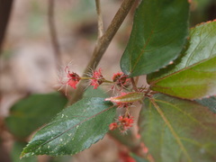 Acalypha wilkesiana