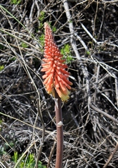 Kniphofia sarmentosa