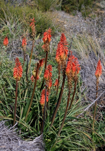 Kniphofia sarmentosa