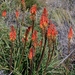 Kniphofia sarmentosa - Photo (c) Alan Horstmann,  זכויות יוצרים חלקיות (CC BY-NC)