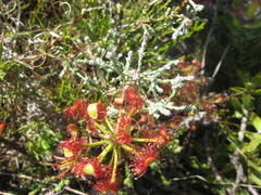 Drosera glabripes