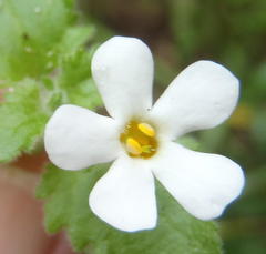 Chaenostoma cordatum