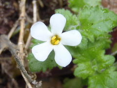 Chaenostoma cordatum