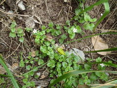 Chaenostoma cordatum