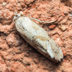 Platphalonidia
