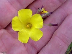 Oxalis pes-caprae pes-caprae