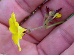 Oxalis pes-caprae pes-caprae