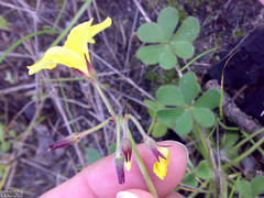Oxalis pes-caprae pes-caprae