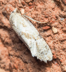 Platphalonidia
