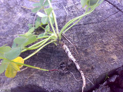 Oxalis pes-caprae pes-caprae