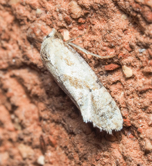Platphalonidia