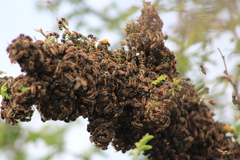Brachygastra mellifica