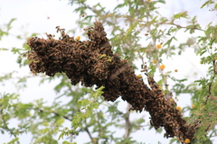 Brachygastra mellifica