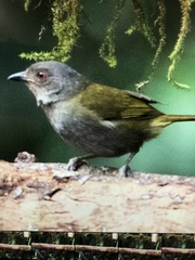 Chlorospingus semifuscus
