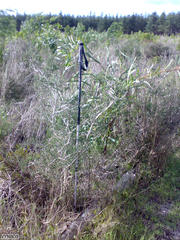 Aspalathus hispida hispida