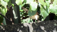 Campylorhynchus griseus
